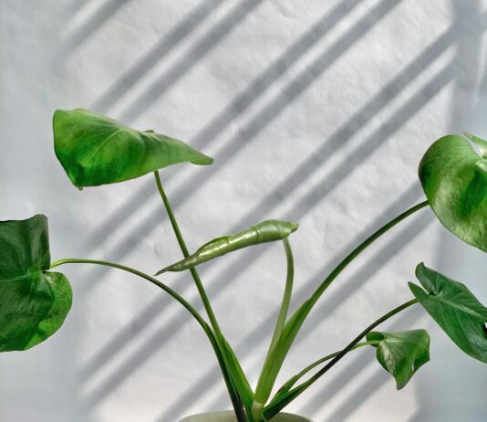 כדים גבוהים